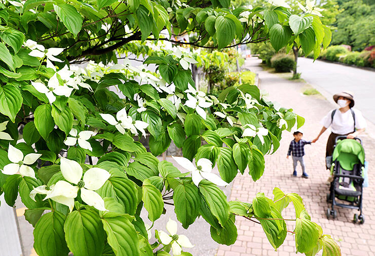 木々の緑に映えるヤマボウシの白い総苞片＝富山市新総曲輪