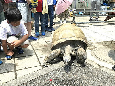 ゾウガメ、自力でお引っ越し　長野市城山動物園