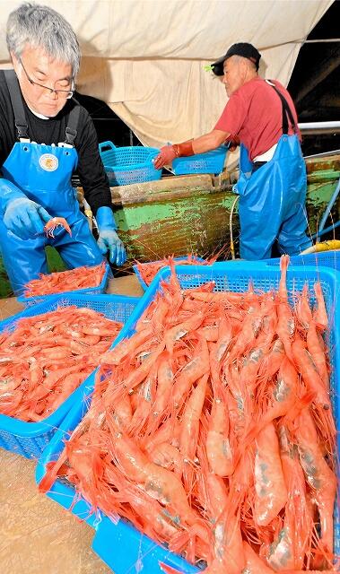 三国漁港に水揚げされる新鮮な甘エビ＝２０２１年９月、福井県坂井市三国町
