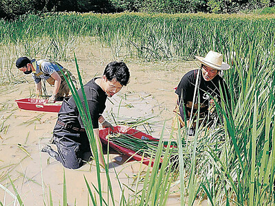 菖蒲湯まつりへ刈り取り　山代温泉、６月３年ぶり開催 地域
