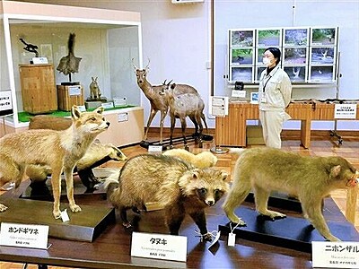 森の動物の剝製や昆虫を展示　福井県自然保護センター