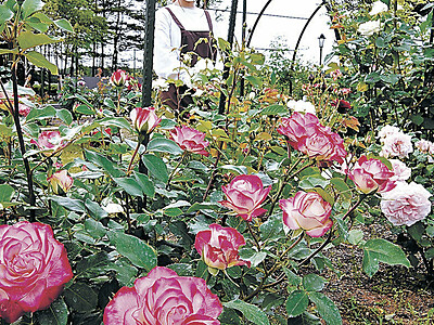 ４０種類のバラ見頃　能登・柳田植物公園