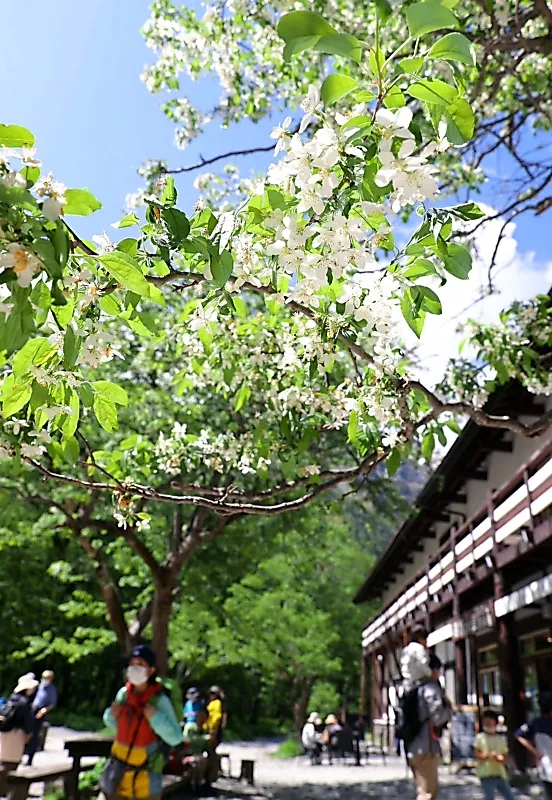 開花した明神館前のズミ。休憩する登山者の頭上を白い花が彩る＝４日午後２時５分、松本市安曇