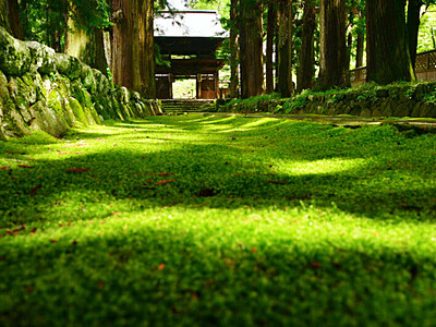 光差す緑のじゅうたん　下諏訪の慈雲寺「心静かに楽しんで」