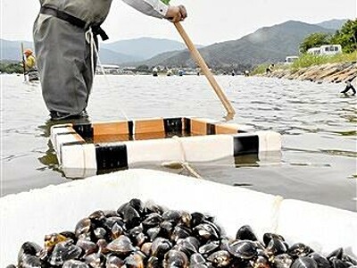 伝統シジミ漁、福井県美浜町の久々子湖で最盛期　汽水湖育ち、アミノ酸豊富