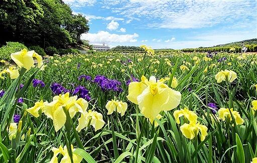 かれんな花を咲かせるハナショウブ＝６月８日、福井県あわら市北潟