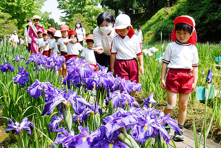 優美な紫のハナショウブを見ながら散策する園児＝県民公園頼成の森