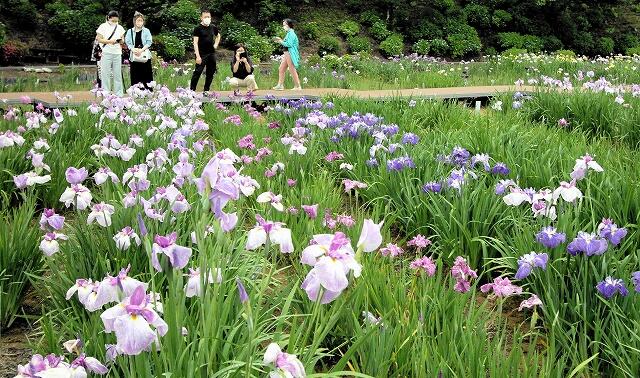 かれんな花が咲き誇る「花菖蒲まつり」＝６月１１日、福井県あわら市北潟