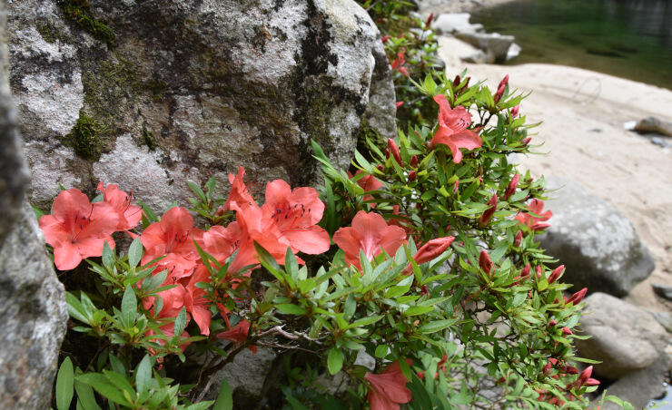 矢作川沿いの岩場に咲くイワツツジ