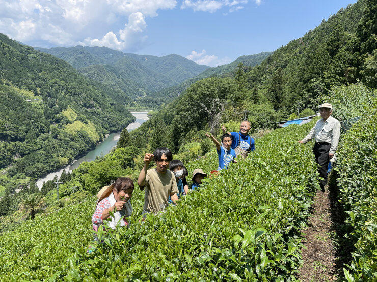 中井侍の茶畑で茶摘みをする参加者と農家