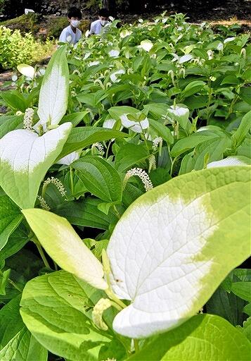 葉が白く色づいたハンゲショウ＝６月２８日、福井県三方郡美浜町佐柿