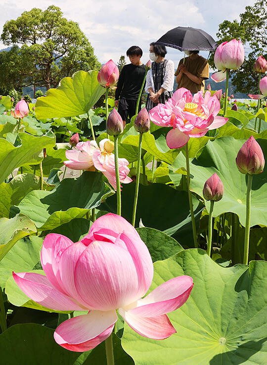 夏の日差しの下、淡いピンク色の花を咲かせるハス＝朝日町歴史公園