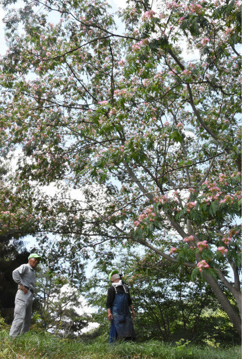 青空にピンクの花が映える地附山公園のネムノキ