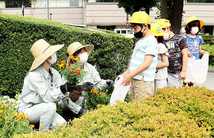 植え替え作業に伴い掘り出された花を受け取る児童