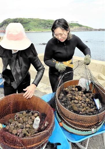 初漁で収穫されたバフンウニ＝７月２１日、福井県坂井市三国町安島