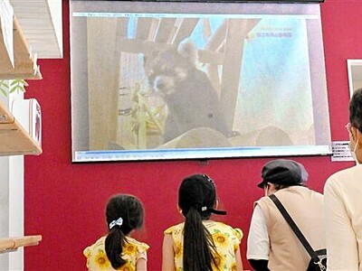 レッサーパンダの子育て間近に　鯖江市西山動物園で動画上映