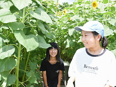 福島の復興願うヒマワリ「迷路」　プロジェクト参加の高森南小児童
