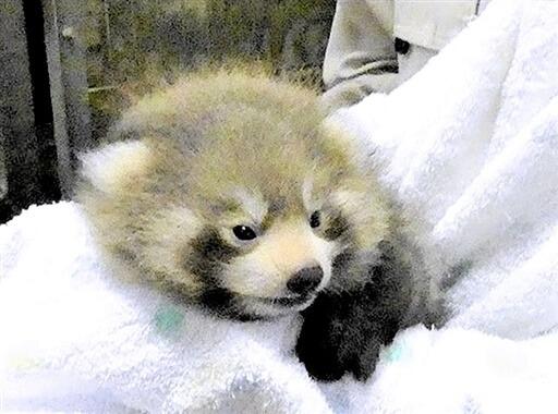 ６月に生まれたレッサーパンダの雄の赤ちゃん＝８月４日、福井県鯖江市西山動物園