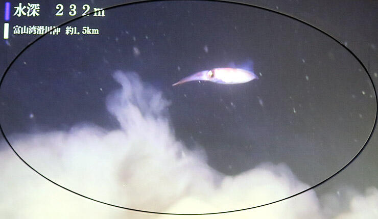 水中ドローンで撮影した深海を泳ぐホタルイカ