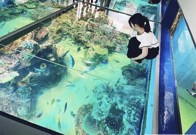 海の上を歩いているような感覚を楽しめるサンゴ礁の水槽＝福井県坂井市の越前松島水族館