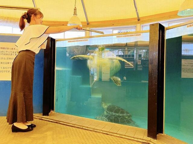 カメに餌やりができる体験コーナー＝福井県坂井市の越前松島水族館