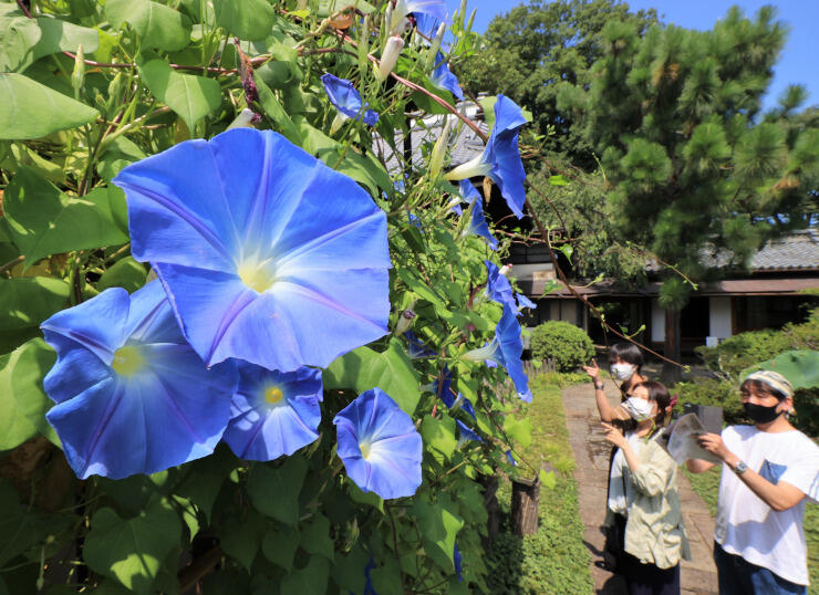 鮮やかな青の花びらが涼しげなヘブンリーブルー＝２２日午前１１時１８分、須坂市穀町の田中本家博物館