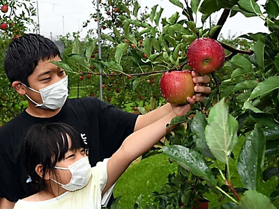 秋の恵み、リンゴたわわに　伊那市の農業公園、家族連れが収穫