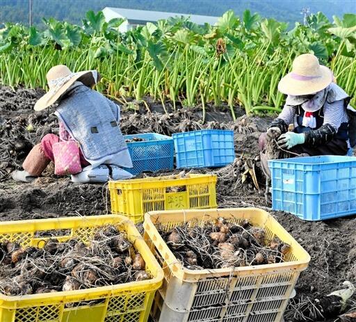 サトイモを収穫する組合員＝９月１２日、福井県大野市平沢領家