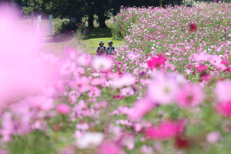 色鮮やかに咲くコスモスを楽しむ行楽客＝１２日午後０時５５分、信濃町野尻