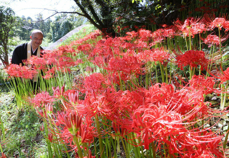 長谷寺境内で鮮やかに咲き誇るヒガンバナ＝１６日、長野市篠ノ井塩崎