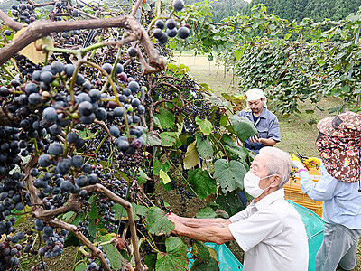 ヤマブドウ豊作　ワイン１０００本生産へ