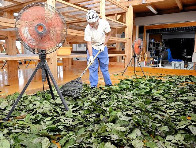 収穫した杜仲の葉を乾燥させる作業員＝福井県高浜町中山