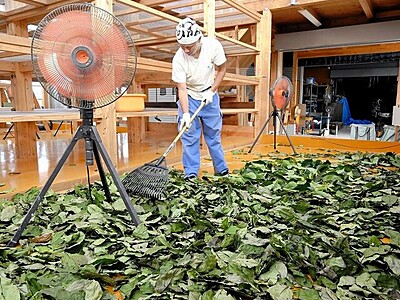 血圧や肝臓への効能で知られる杜仲茶、収穫ピーク　福井県高浜町の特産品