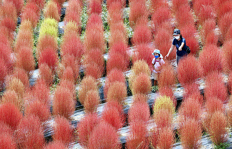 花壇を鮮やかな赤色に染めるコキア＝砺波チューリップ公園