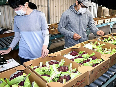 長野県発の新ブドウ「クイーンルージュ」　中野市で出荷が本格化