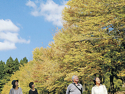カツラ並木、黄色に　石川県林業試験場