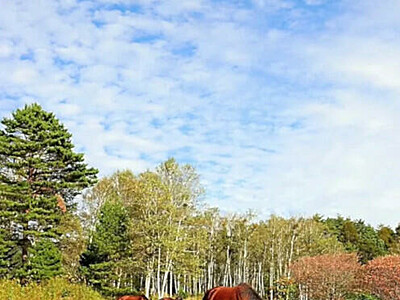 天高く木曽馬のびのび草を食む　子馬すくすく育つ　木曽町開田高原