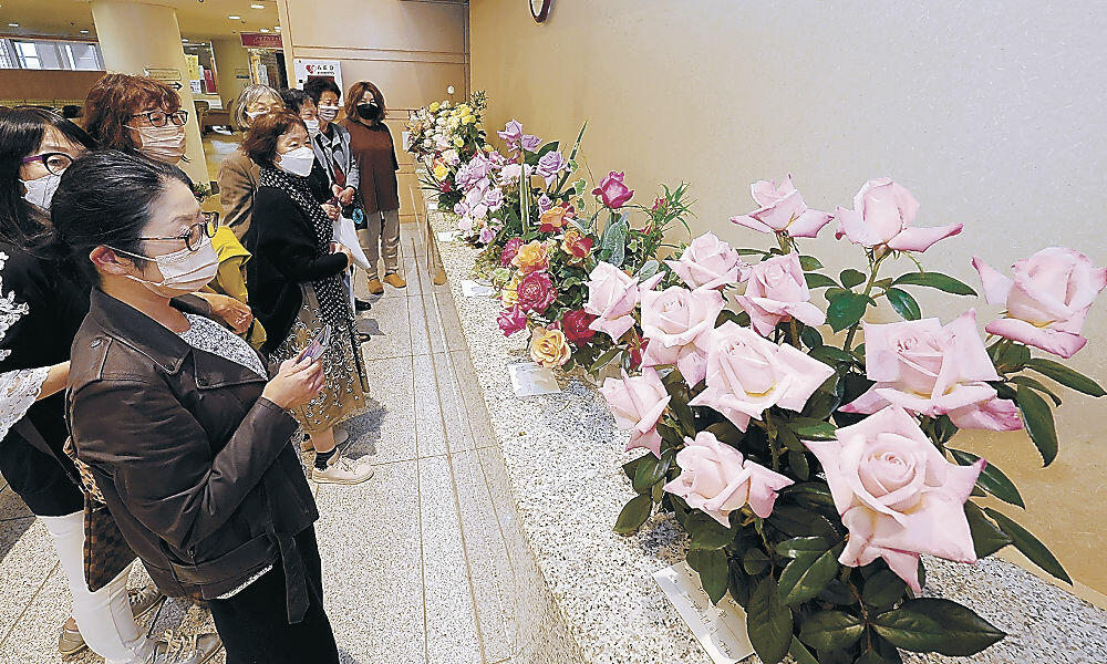あでやかなバラが並ぶ会場＝金沢市の本多の森ホール