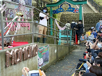 ウォンバットの「モモコ」３０歳に　長野市の茶臼山動物園にファン駆け付け「ハッピー・バースデー♪」