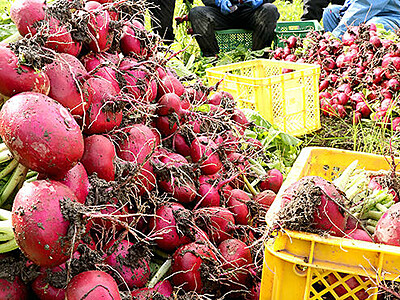 赤カブ丸々　南砺・祖山で収穫最盛期