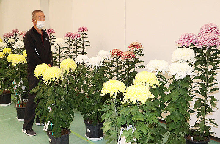 色鮮やかな菊が並ぶ会場＝富山市民プラザ