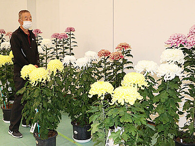 秋の大輪 色鮮やか　富山市民プラザで県菊花大会開幕