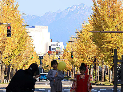 冠雪の剱彩る黄金色　富山・平和通り