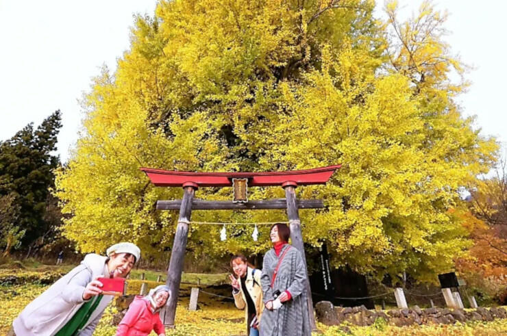 見頃を迎えた「神戸のイチョウ」。見物客は巨木を見上げたり写真を撮ったりしていた＝１７日、飯山市瑞穂