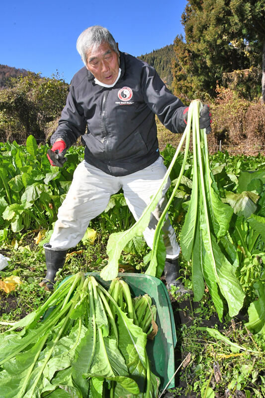 野沢菜を収穫する参加者