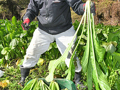 物価高騰の中、野沢菜で家計を支援　長野市で収穫「ツアー」　27日まで