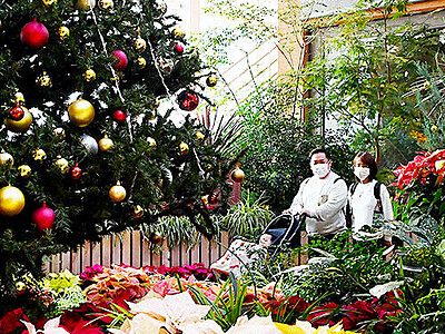 ポインセチア２１品種　四季彩館でクリスマス季節展示