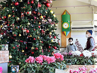 シクラメンとツリー組み合わせ クリスマス演出　県花総合センター