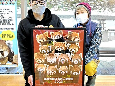 レッサーパンダと1年過ごして　鯖江市西山動物園、2023年版カレンダー販売