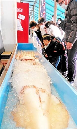 展示された巨大なダイオウイカ＝１２月３１日、福井県坂井市の越前松島水族館